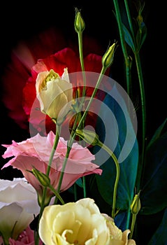 Eustoma flower grows on a black background