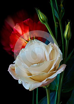 Eustoma flower grows on a black background