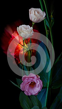 Eustoma flower grows on a black background