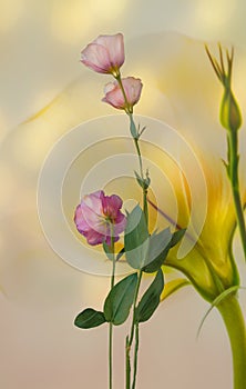 Eustoma flower grows on a yellow background