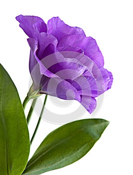 Eustoma flower photo