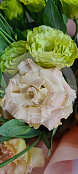 Eustoma flower, Lisianthus green and beige. Plants for bouquets. Floristics