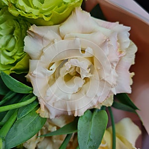 Eustoma flower, Lisianthus green and beige. Plants for bouquets. Floristics