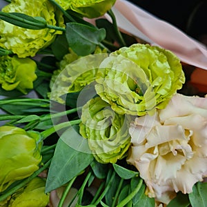 Eustoma flower, Lisianthus green and beige. Plants for bouquets. Floristics