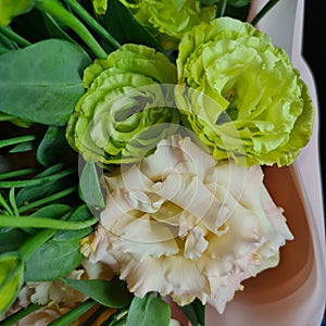 Eustoma flower, Lisianthus green and beige. Plants for bouquets. Floristics