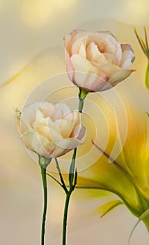 Eustoma flower on a yellow backgroun