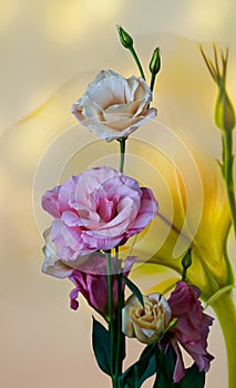 Eustoma flower on a yellow background