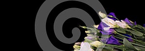 Eustoma flowers on a black background. White and purple eustoma flowers on a black background. Place for an inscription