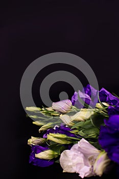 Eustoma flowers on a black background. White and purple eustoma flowers on a black background. Place for an inscription