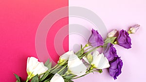 Eustoma flowers on colorful trendy background. Copy space, top view. Spring floral mockup, copy space