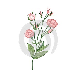 Eustoma or lisianthus pink blooming flower hand drawn on white background. Natural drawing of garden cultivated