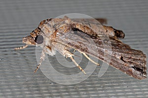 Euteliid Moth