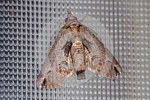Euteliid Moth