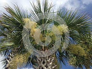 Euterpe Oleracea, Acai Palm Tree Blossoming in Bright Sunlight in Port Orange, FL. photo