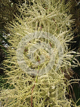 Euterpe Oleracea, Acai Palm Tree Blossoming in Port Orange, FL.