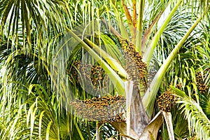 Euterpe Oleracea Tree With Seeds