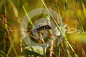 Drinker moth (Euthrix Potatoria) Caterpillar on a leaf