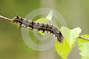 Euthrix potatoria, the drinker