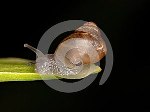 Euthyneuran Gastropod