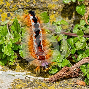 Eutricha capensis Cape Lappet