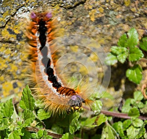 Eutricha capensis Caterpillar