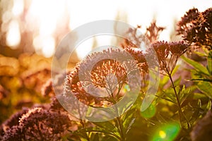 Eutrochium maculatum, flower plant over sunset light
