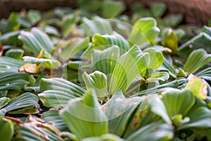 Eutrophic green plants, algae and floats in a tank
