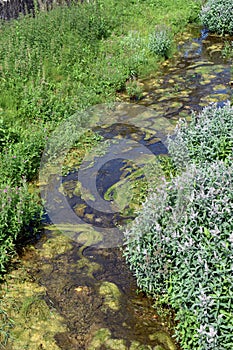 Eutrophication by algae in a river