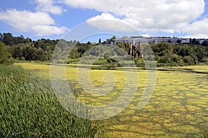 Eutrophication by algae in a water reservoir