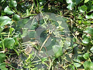 Eutrophication in Brazilian river