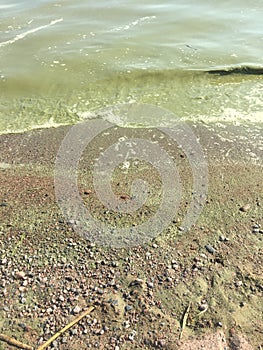 Eutrophication, excessive plant and algal growth, in a beach with green water in the Baltic Sea, Helsinki