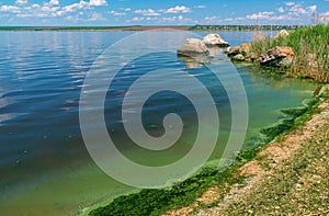 Eutrophication of the Khadzhibey estuary, blooms in the water of the blue-green algae Microcystis aeruginosa