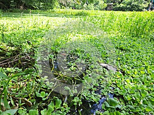 Eutrophication of a pond in the topic of water pollution