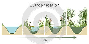 Eutrophication sets off a chain reaction in the ecosystem, starting with an overabundance of algae and plants