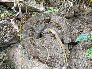 Eutropics multifasciata & x28;garden lizard& x29; on the stone wall