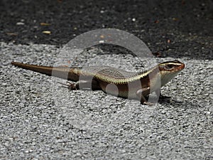 Eutropis carinata, sunbathing on the floor