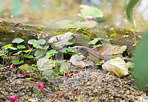 Eutropis multifasciata balinensis (Bali Skink)