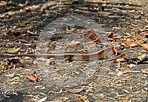 Eutropis Multifasciata or Common Sun Skink on The Ground