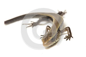 Eutropis multifasciata, East Indian brown mabuya, many-lined sun skink, many-striped skink, common sun skink isolated on white