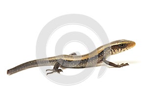 Eutropis multifasciata, East Indian brown mabuya, many-lined sun skink, many-striped skink, common sun skink isolated on white