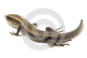 Eutropis multifasciata, East Indian brown mabuya, many-lined sun skink, many-striped skink, common sun skink isolated on white