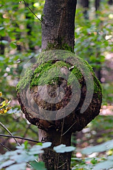 Eutypella canker of sycamore maple (Acer pseudopla photo