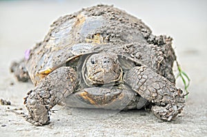 Eval the muddy box turtle