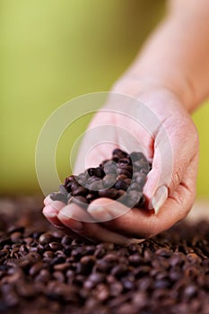 Evaluating the coffee crop