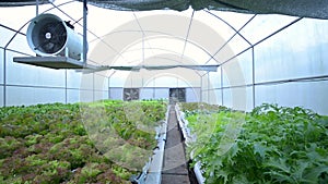 The EVAP (Evaporative Cooling System) of organic lettuce in EVAP house.