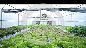 The EVAP (Evaporative Cooling System) of organic lettuce in EVAP house.