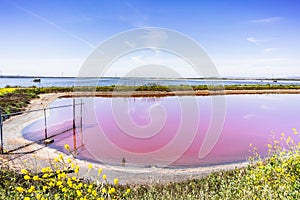 Evaporation pond used in the production of salt in Sunnyvale, South San Francisco Bay Area, California; Salt-tolerant micro-algae