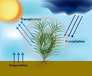 Evapotranspiration and the Water Cycle. Precipitation, evaporation and transpiration