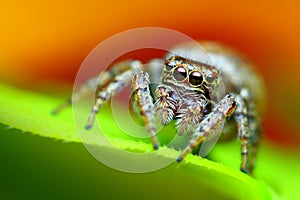 Evarcha falcata female jumping spider close up