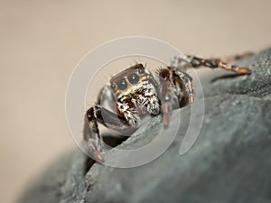 Evarcha Jucunda jumping spider